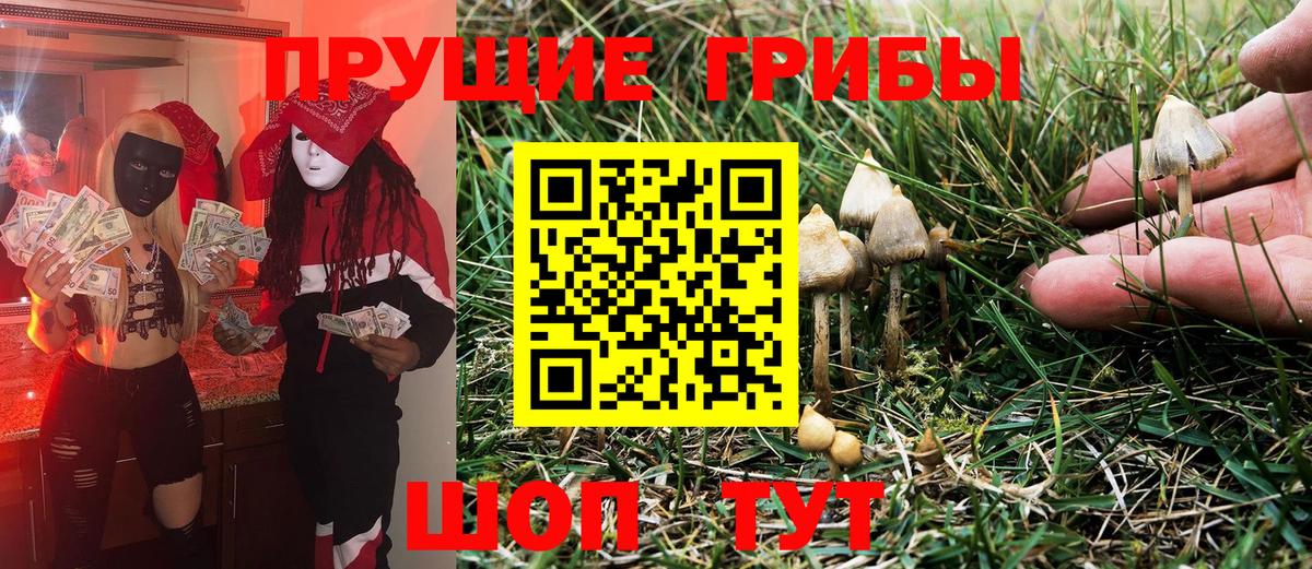 Псилоцибиновые грибы Psilocybe Мытищи